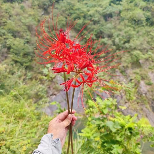 12 pz Lycoris Radiata - Cipolla Fiore Sanguigno Cipolle regalo da giardino fresche, bulbi da fiore a fioritura precoce bulbi di giglio di ragno, Regalo di fiori per piante da giardino,