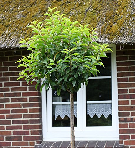 Hochstamm Portugiesische Lorbeerkirsche Angustifolia 40-60cm - Prunus lusitanica - lebende Gartenpflanze aus den Baumschulen