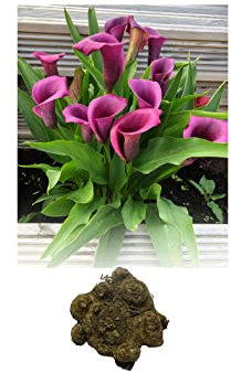 GARTHWAITE NURSERIES® : - 5 Zantedeschia Purple Heart Calla (Arum) Lily Bulbs/Rhizomes Size 22/24 Summer Flowering Perennial