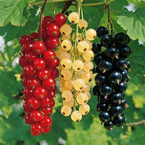 Collection De Groseilles – Noir, Rouge Et Blanc – Arbustes – Buissons Fruitiers Rustiques – 3 Plantes – Sans Graines, Sans Bulbes Et Non Artificiels