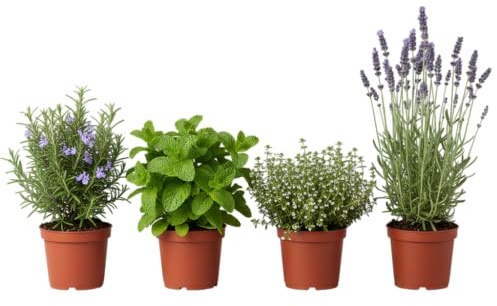 Pack Regalo Verde de 4 Aromáticas Vivas DECOALIVE | Lavanda, Romero, Tomillo y Hierbabuena en Maceta