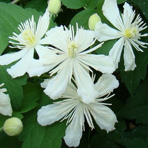 2 x Clematis Summer Snow | 2-er set Klematis - Weiß, Schnellwachsend, Mehrjährig & Winterhart | 2 x 1,5 Liter Topfen