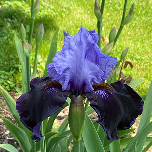 Votaniki Dangerous Mood Bearded Iris Bulbs - Fragrance Flower, Perennial Reblooming Iris Bulbs Ready for Planting - Easy to Grow & Low Maintenance (1 Pack)