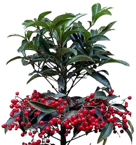 Ardisia Crenata Arbusto Natural de Invierno Perfecto para Decorar tu Hogar en Navidad