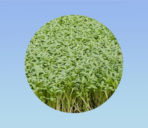 250 graines de cresson commun alienois - facile a cultiver - salade - idéal débutant -