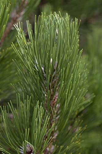Pinus heldreichii 'Helmers Japan' 30-40 cm – Winterhart, Immergrün & Pflegeleicht – Bosnische Kiefer – Nadelgehölz für Garten & Kübel