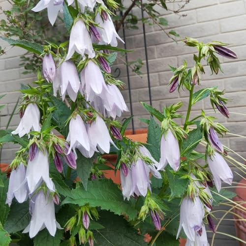 semi di campanula - campanula media - ombra di campanula, perenne resistente tappezzante resistenti all'esterno biologici 250pcs