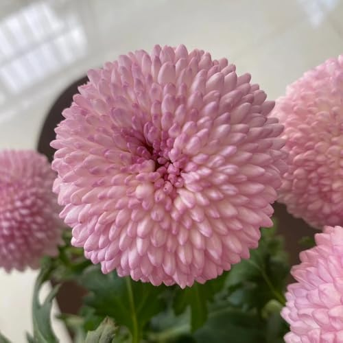 Semillas de Pompon Mamma, de balcón resistentes para lugares soleados de jardín de rocas resistentes cortadas variedades antiguas de exterior 300pcs