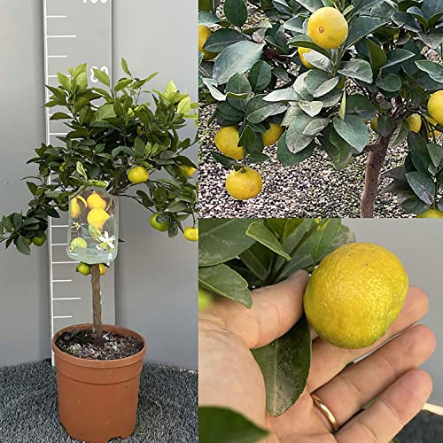 SAVINI VIVAI Zitruspflanze, süße Limette aus Rom oder Pursha, im 35 cm Topf, Höhe 150–180 cm, 6–7 Jahre Veredelung, hergestellt in Italien