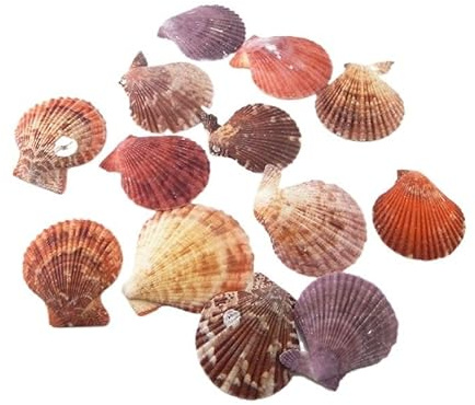Coquilles de mer Coquilles de mer mixtes, Coquillages for l'artisanat 20 pièces/sac coquillages de plage de mer artisanat coquillages naturels ornement aquarium maison accessoires photo décor 3,5-5,5