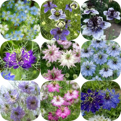 Virgen en la semilla verde - de otoño resistentes raras semillas para invitados jardín rocas regalos para 400pcs