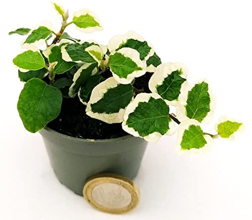 POWERS TO FLOWERS - FICUS PUMILA, FICUS REPENS VARIEGATO MINI, IDEALE PER TERRARIUM, Pianta Vera