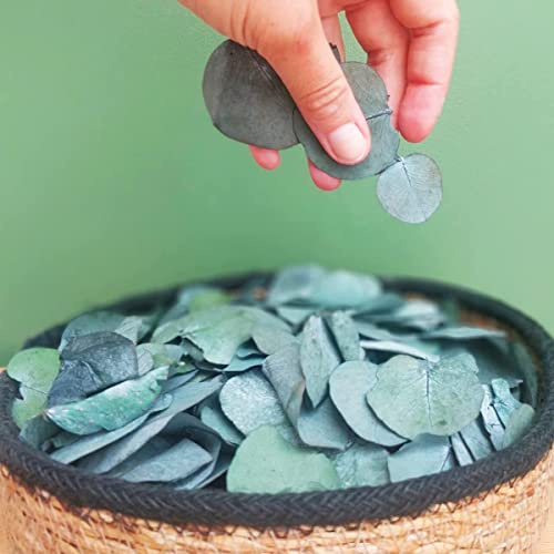 Oning 1300 Frische Eukalyptus Blätter Konfetti für Hochzeit Hen Party, Echte Eukalyptus Getrocknet, große Menge Eukalyptusblätter Trockenblumen für JGA Dekoration Baby Shower DIY Grüne Konfetti