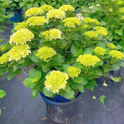 30 piezas semillas hortensias - de jardin de la decoración semillas resistentes para jardín, pradera