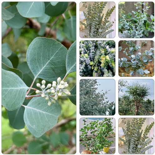 eukalyptusbaum winterharte kübelpflanzen exotische zimmerpflanzen schnellwachsende kletterpflanzen dachbegrünung balkon deko bonsaibaum sträucher winterhart eukalyptus rankpflanze 200samen