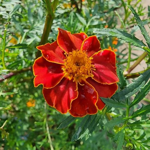 semillas de caléndula Decoración de exteriores cultivadas en 300pcs