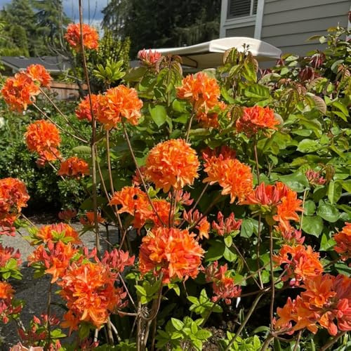 semillas de rododendro, semillas de azalea, resistentes al exterior semillas de perennes 150pcs