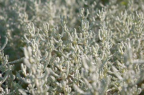 Santolina chamaecyparissus - Heiligenkraut - Zypressenkraut - Heilpflanze - 20-25cm