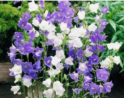 Buy4seeds 300 Seeds Campanula Blue and White- Mixed Perennial Easy for Grow Garden