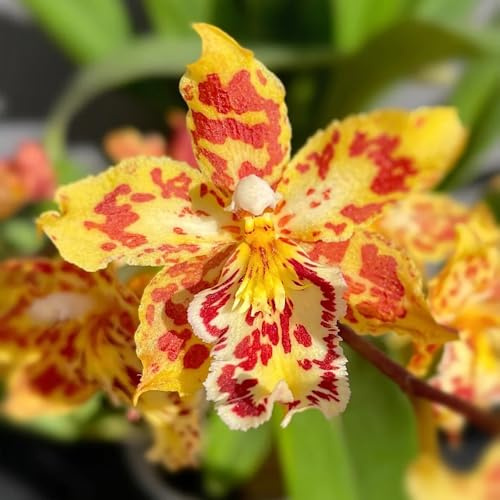 Semillas de orquídea Oncidium, semillas de silvestres decoración de sala de estar variedades antiguas 200pcs