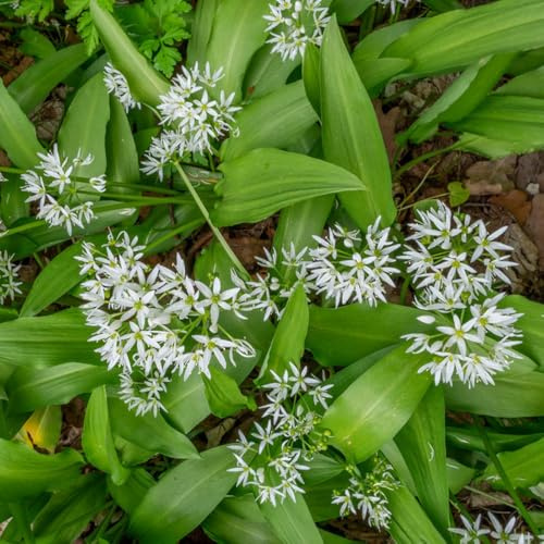 ajo silvestre - de invierno, semillas de ajo silvestre cocina balcón o invernadero Semillas hortalizas y medicinales balcón exóticas balcones 400semillas
