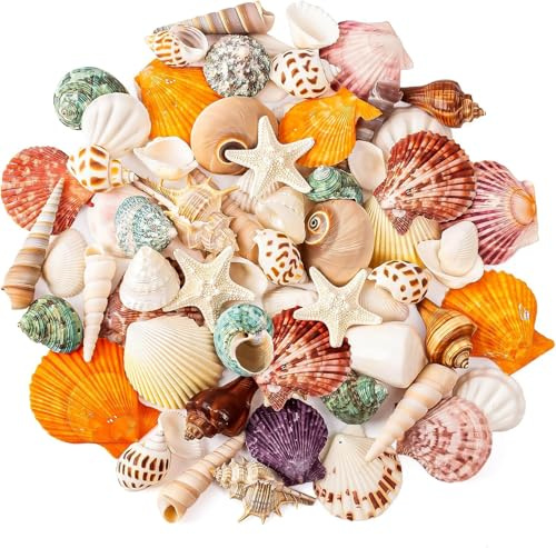 SKOOLOVE Set di conchiglie naturali, diverse misure, 2-6,5 cm, conchiglie, lumache e stelle marine, per feste in spiaggia, artigianato, acquari, riempimenti di vasi e decorazioni per matrimoni