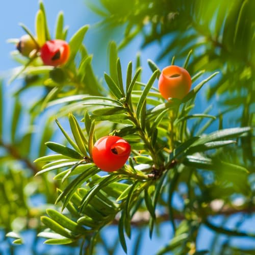Semi di Taxus baccata, verdi giardino ornamentale, resistente sostenibili giardino esotico resistenti semi di resistenti esterno in 20pcs