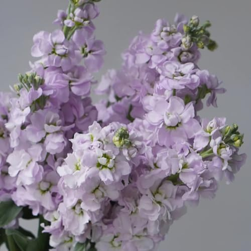 stoccafisso semi di violetta africana decorazione autunnale, giardino roccioso resistenti di violetta di selvatici, per aiuole rialzate rampicanti 90pcs