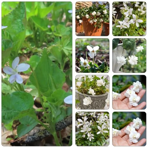 violetas fragantes - Viola odorata - decoración de balcones de jardín decoración sala estar semillas silvestres cortadas semillas decoraciones jardín para exteriores 200pcs