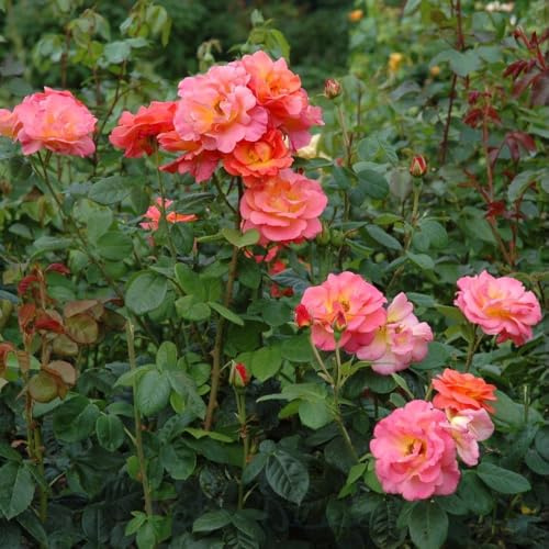 Peter Beales Roses Evelyn May Modern Shrub Rose, Bi-Colour Orange Salmon Yellow, Semi-Double Bloom, 90cm x 60cm