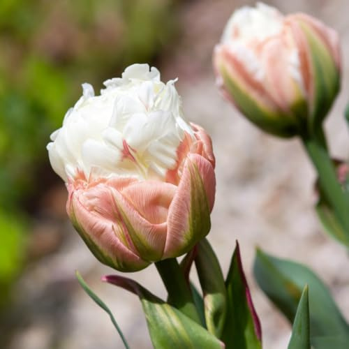 tulpenknollen, für sonnige plätze kübelpflanzen topfblumen mehrjährig 2pcs