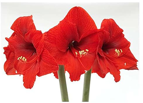 Huge Red Lion Amaryllis 36 cm.| Bare Root Bulb | 2-3 Stalks with Bold Red Flowers | Ideal for Indoor & Outdoor Planting | Stunning Floral Display