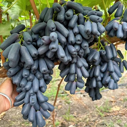 plantas de uva - semillas plantas frutales de vid semillas para camas elevadas resistentes para balcones frutas balcón árboles frutales columnares decoración vegetal trepadoras 550pcs