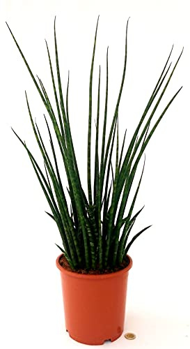 POWERS TO FLOWERS - SANSEVERIA CILINDRICA MAYA XXL, ALTEZZA 70CM, piante vere