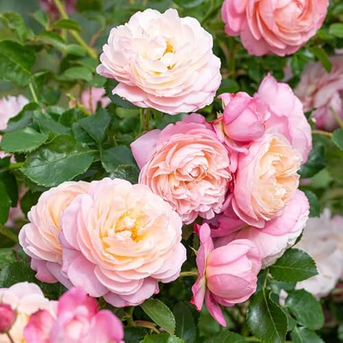 Pianta di ROSA DAVID HOCKNEY ® MEILLAND RAMPICANTE BIANCA vera PROFUMATA vaso20 FOTO REALE AMDGarden