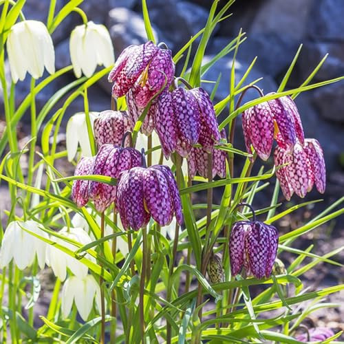 imperiale coronata Bulbi di perenni resistenti all'inverno di giardino rocce bonsái bonsái interno corona imperiale Letti elevati per giardino 18pcs