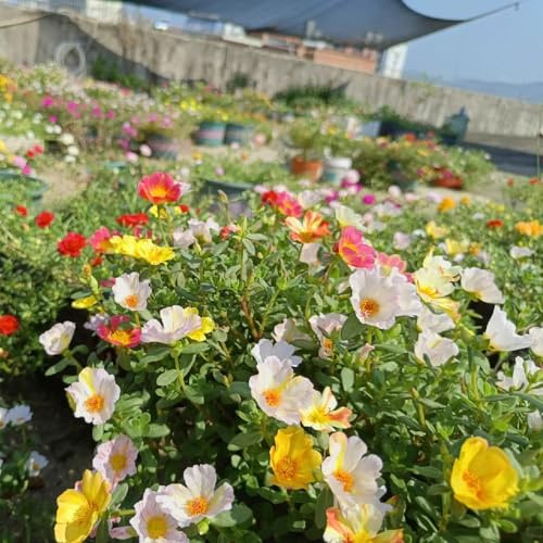 portulaca decorazioni giardino per esterni, balcone giardino, d'appartamento rare roccioso rampicanti biologiche, primaverili 250semi