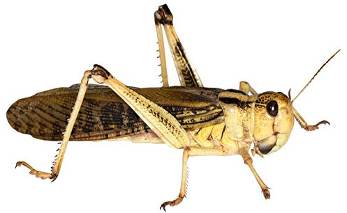 Feeders & More - Heuschrecken - Wanderheuschrecken GROẞ - 50 Stück - Lebendfutter Insekten Wanderheuschrecken - Futter für Reptilien, Bartagamen und Amphibien - Futterinsekten & Haustierfutter