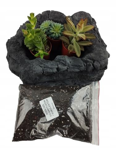 Maceta decorativa con suculentas, juego de regalo (cactus), tierra para plantar