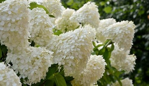 1 x Rispenhortensie 'Limelight' – 60–80 cm, XXL & mega buschig – große Blüten – im 10L Topf – winterhart – Hydrangea paniculata