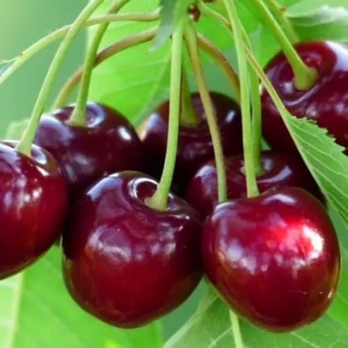 Planta Frutera Cereza Durona 1 EN Maceta 24 - Edad 3/4 Años (Foto Real)