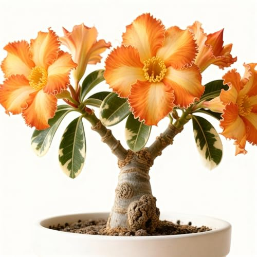 Rizoma di rosa del deserto/rosa del deserto mista, bulbi selezionati, colori rari, facili da coltivare, bassa manutenzione-1Bulbi-G