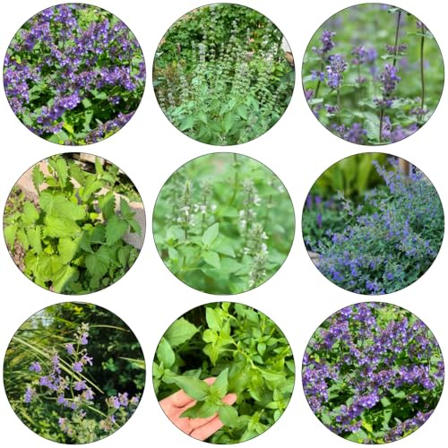 katzenminze bodendecker winterhart mehrjährig wildkräuter büropflanzen herbstblumen winterhart gartenkräuter winterharte stauden mehrjährig kräutersamen winterharte kübelpflanzen 300samen