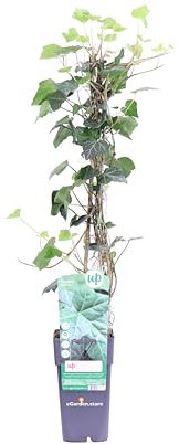 Pianta di Edera Irlandese o Hedera Hibernica Verde pianta ornamentale da esterno giardino terrazzo balcone pianta vera rampicante o ricadente venduta da eGarden.store (Vaso 15 cm)