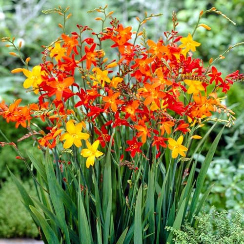 Piante Vere da Esterno - 50 Collezione di bulbi da fiore di Crocosmia Montbretia - Piante e Fiori Esclusivi dall'Olanda - per giardino, vasi e balcone (non semi, non artificiali)