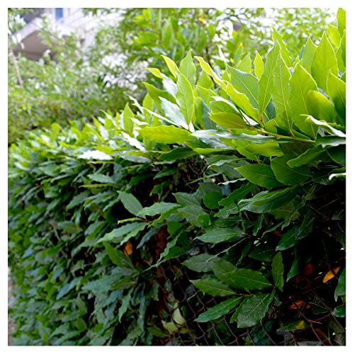 3 Portuguese Laurel Evergreen Hedging Prunus Lusitanica 2-3ft Tall in 2L Pot3fatpigs®