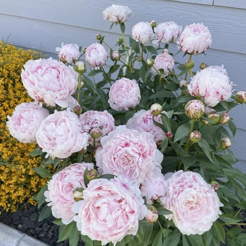 pfingstrosenzwiebeln winterhart,pfingstrose, garten hochbeet balkon outdoor exotische 6pcs