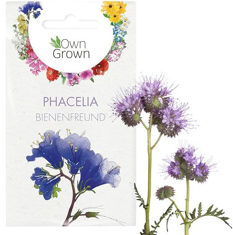 Phacelia Samen: Premium Bienenfreund Samen für ca. 500 blühende Phacelia Pflanzen – Schöne Phacelia Blumen Samen Balkon u. Garten Samen – Blumensamen, Blumenwiese Samen – Phacelia Saatgut von OwnGrown