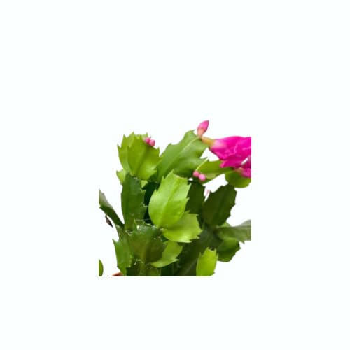 Cactus de Navidad la Planta que Purifica el Aire y Mejora tu Estado de Ánimo