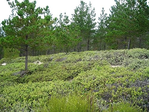 20 Samen der Radiata-Kiefer, Monterey-Kiefer (Pinus insignis)